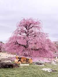〜三重県鈴鹿市〜ピンクのに染まった世界✨鈴鹿の森庭園