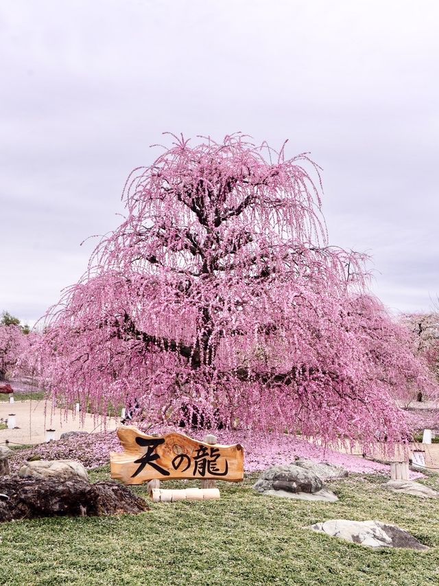 〜三重県鈴鹿市〜ピンクのに染まった世界✨鈴鹿の森庭園