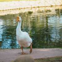 เที่ยวขอนแก่น Khonkaen Exotic Pets & The fountain 
