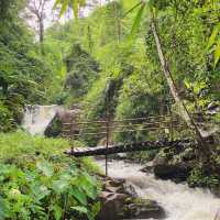 ภูสอยดาว - พิชิตลานสน ชมดอกหงอนนาค