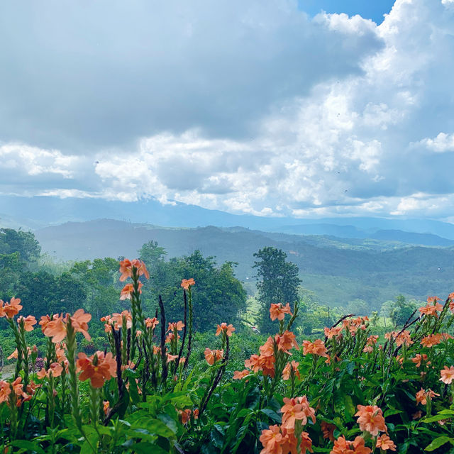 From Field to Cup: Discovering Sabah’s Tea Wonderland