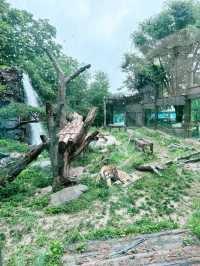 韓國愛寶樂園：與長頸鹿互動好正啊