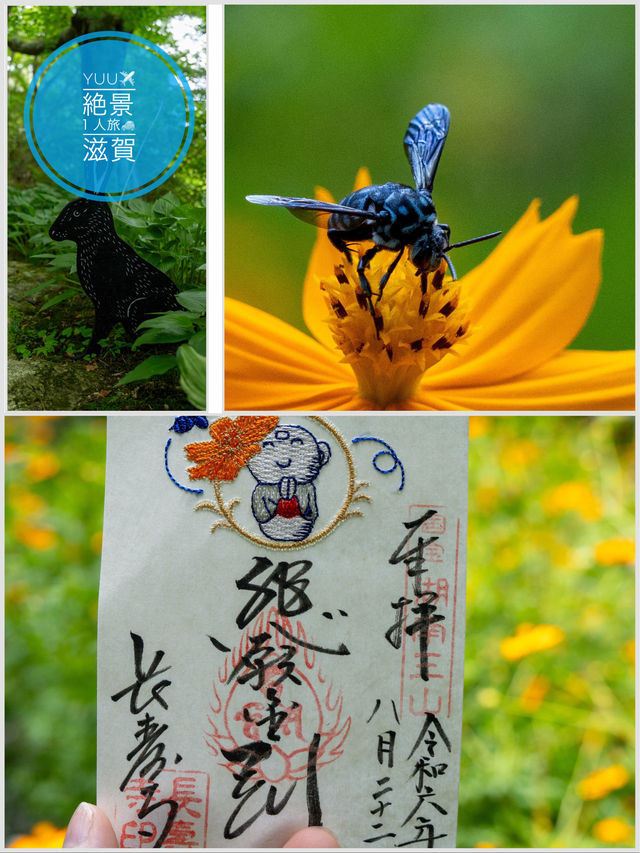 知ってる⁉️滋賀県民歓喜💫本州にはほぼ生息しない幻の青い蜂(幸せを運ぶ)