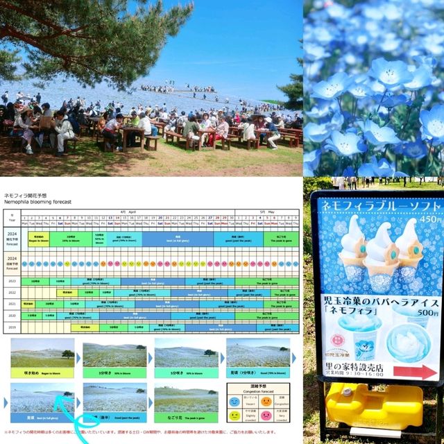 💙Hello Kitty 帶你遊日本粉碟花💙