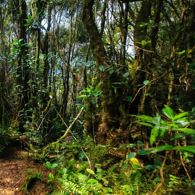 Mossy forest