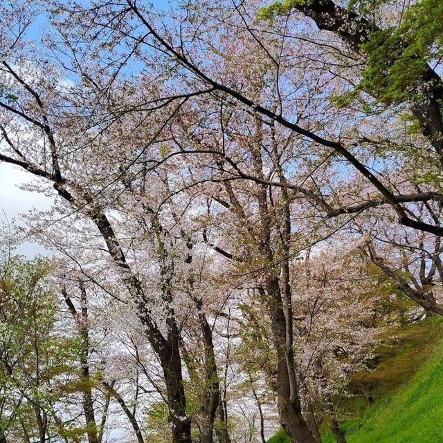 日本山形.乌帽子山赏樱
