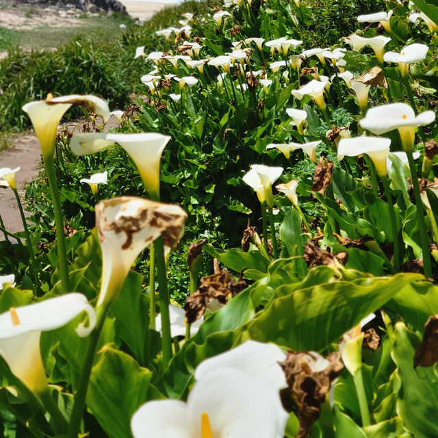 The hidden valley of Calla Lilies 