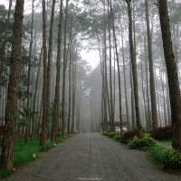 สวนป่าดอยบ่อหลวง อำเภอฮอด เชียงใหม่
