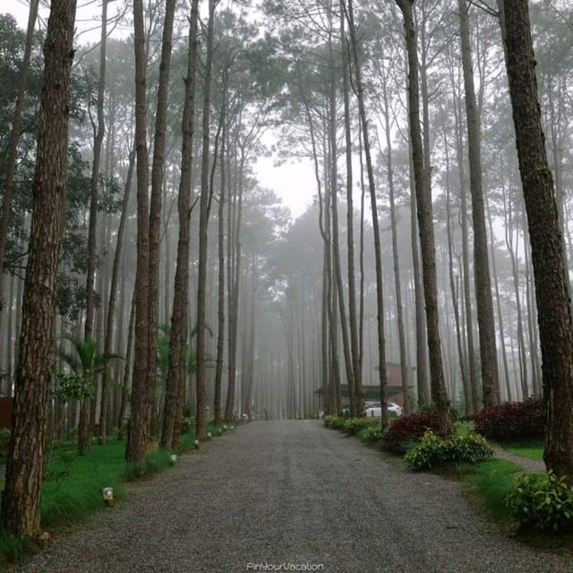 สวนป่าดอยบ่อหลวง อำเภอฮอด เชียงใหม่