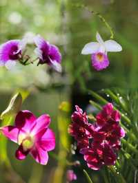 Year-Round Orchid Splendor: Discover Kuching's Orchid Park, a Blooming Paradise