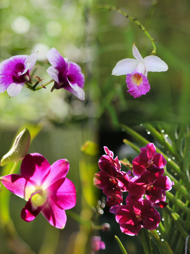 Year-Round Orchid Splendor: Discover Kuching's Orchid Park, a Blooming Paradise