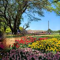 英彥山花園：鬱金香花海，充滿生機