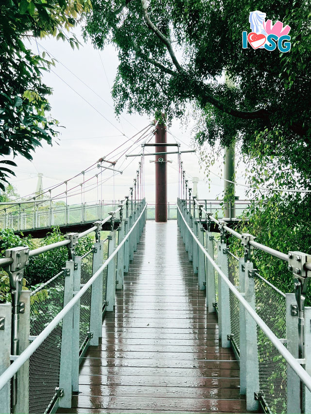 🇸🇬 Forest Suspension Bridge Bird Paradise
