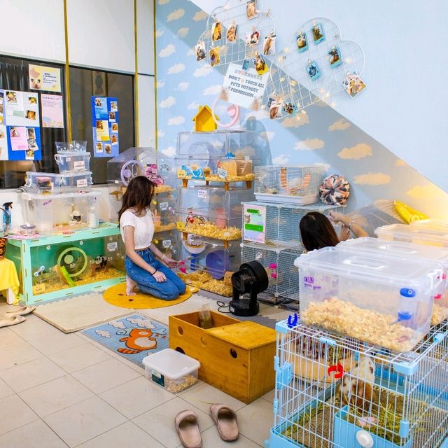 A Hamster Haven, Penang:  A Furry Adventure: Hamcup Cafe