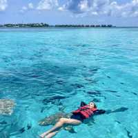 #ดูฉลามที่มัลดีฟส์ #ว่ายน้ำกับฉลาม #ม้ลดีฟส์🏝️💦