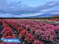 日本北海道-四季花田與雪山織成的美景：富田農場