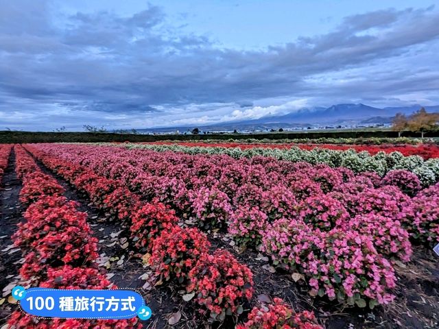 日本北海道-四季花田與雪山織成的美景：富田農場