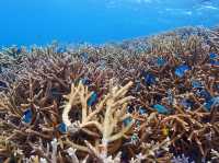 【沖縄 宮古島】🌊✨ ここはまるで別世界！宮古島の秘境「八重干瀬」 ✨🐠 