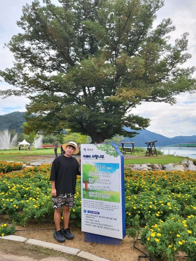 가을꽃밭과 잘 어울리는 화천 사랑나무