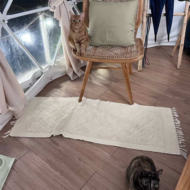 พาน้องแมวมานอนเต็นท์ 🐈‍⬛ 