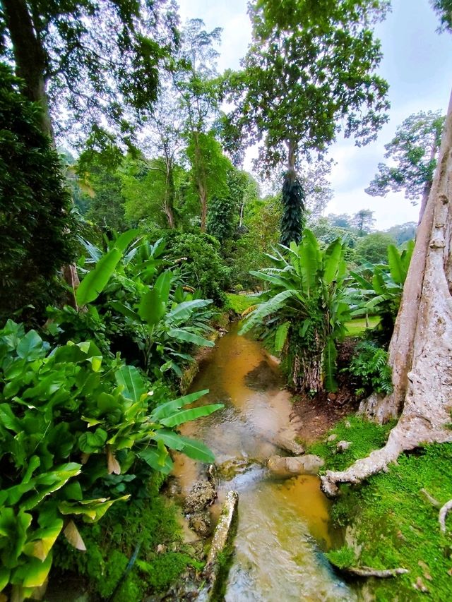 Hiking Trail from Penang Botanic Gardens
