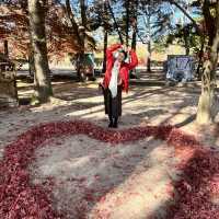 My Island Tour Around Nami Island 🇰🇷
