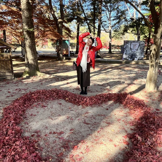 My Island Tour Around Nami Island 🇰🇷