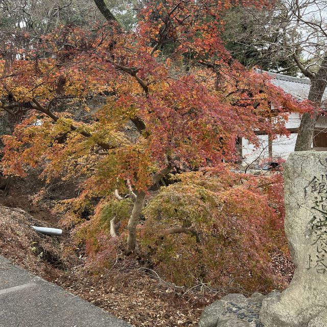 Meet the Nara Deers that bows and greets: Konnichiwa! 