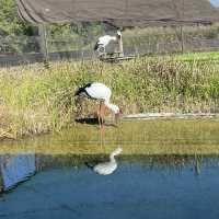 千葉県野田市【コウノトリの里】
