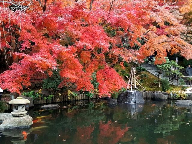 The glaring foliages at Hasedera, Kamakura