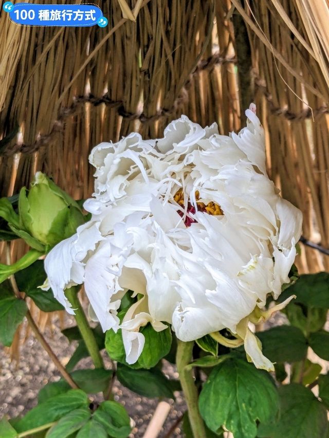 東京賞牡丹花的好去處-上野東照宮牡丹苑