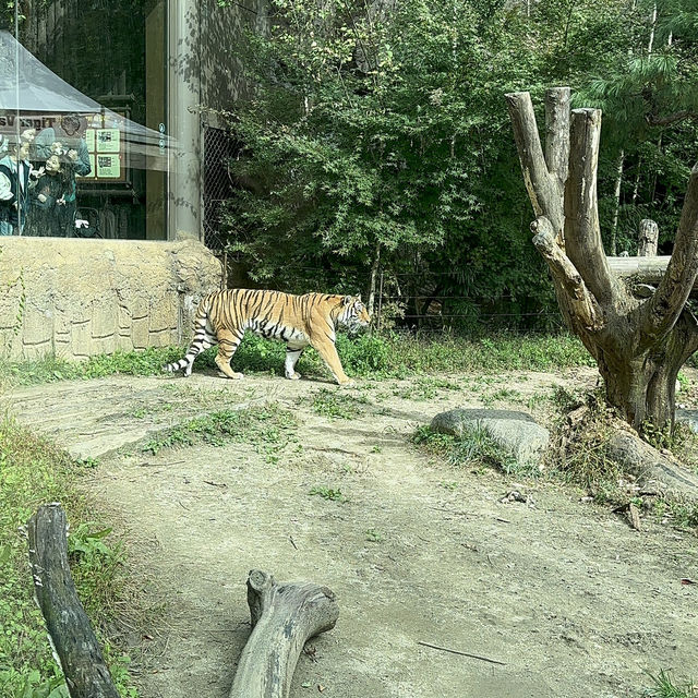 Arghhhh Autumn Tiger Valley in Everland 
