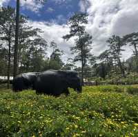 Baguio Botanical Garden: 