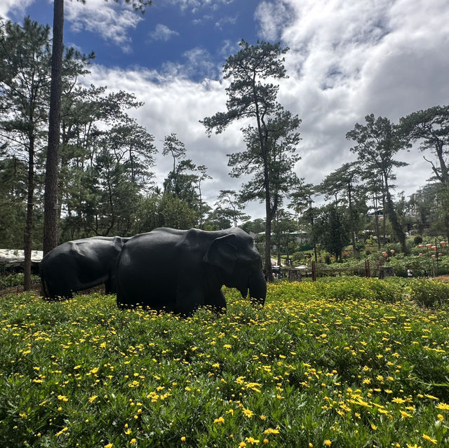 Baguio Botanical Garden: 