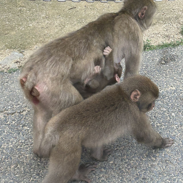 2泊3日大分旅行 おすすめスポット✨