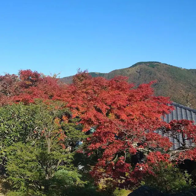 【神奈川】紅葉の時期にオススメスポット！