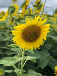 🌻 ไร่เชษฐ์เจริญชัย 