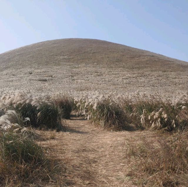 제주도의 새별오름을 올라보자!!!