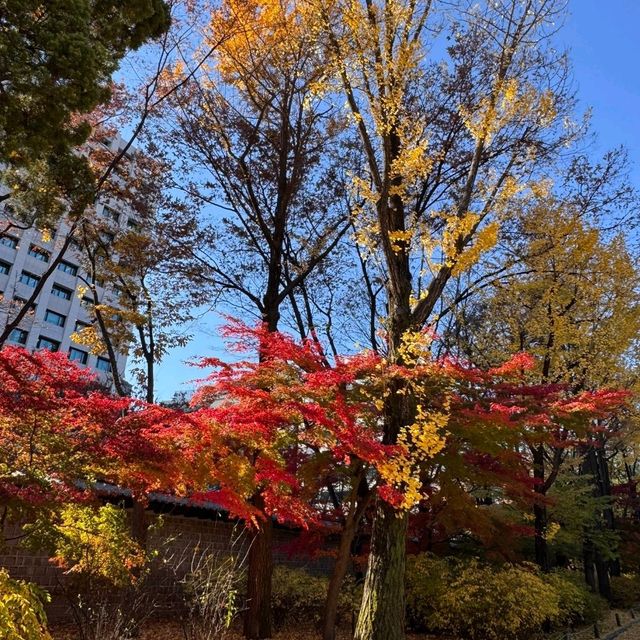 ソウルの昌徳宮に行きました!!