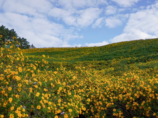 🌼 ทุ่งดอกบัวตองที่ใหญ่ที่สุดในไทยบานแล้ว