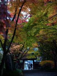 【栃木×佐野】参道に広がるグラデーション紅葉の絶景🍁