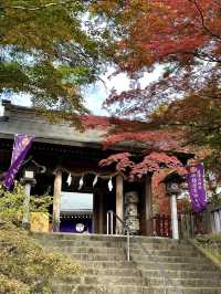 【栃木×佐野】 るろうに剣心のロケ地としても有名  紅葉 猫にも出逢える神社