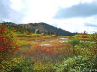 【新潟県】「日本でもっとも美しい場所」に選ばれた高谷池湿原