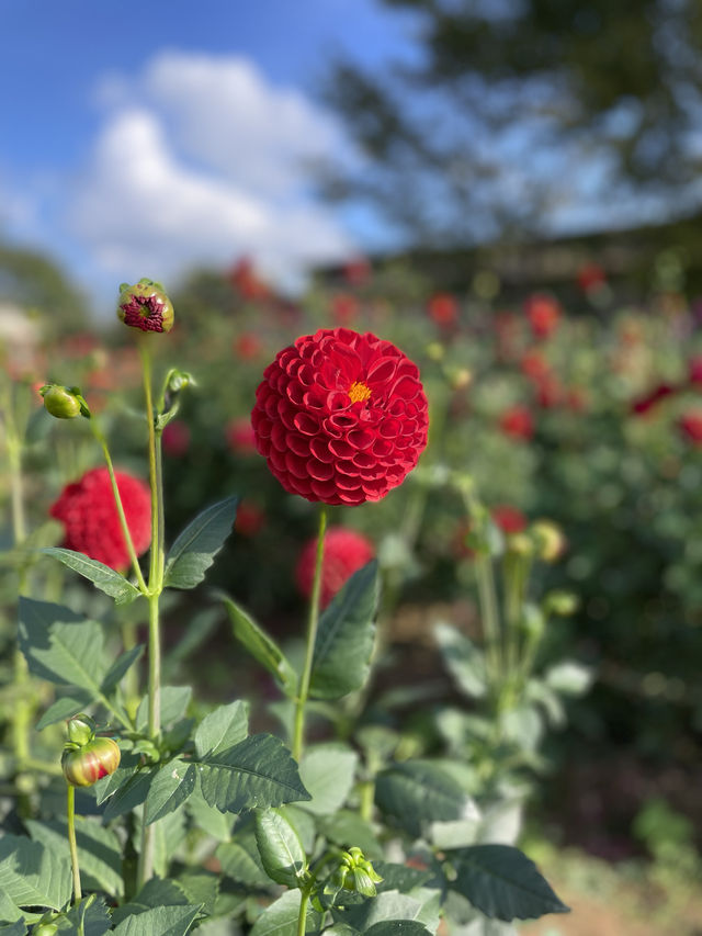 広島観光☺️🌼世羅高原農場🌸☺️四季折々の花々を楽しもう💐