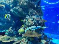 Dive into the Wonders of S.E.A. Aquarium @ Sentosa