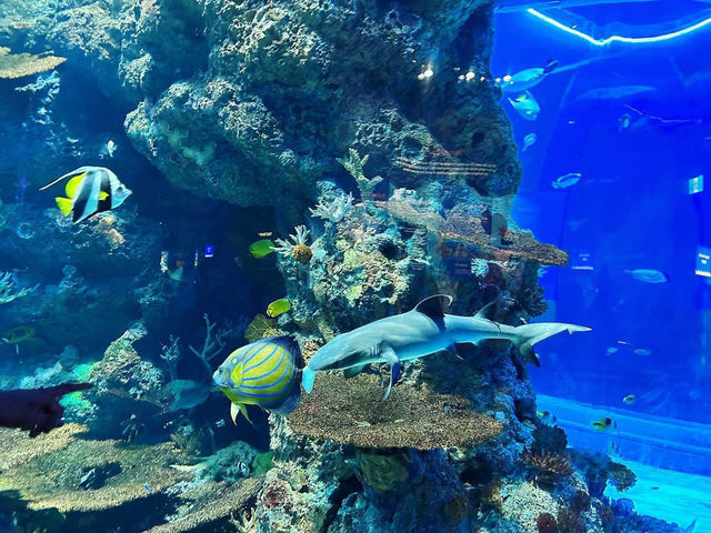 Dive into the Wonders of S.E.A. Aquarium @ Sentosa