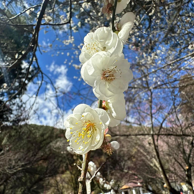 武陵農場賞梅花