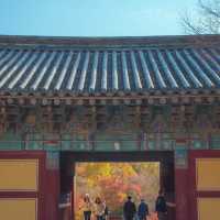 가을 붉은단풍으로 물든 천년의 역사“경주 불국사”