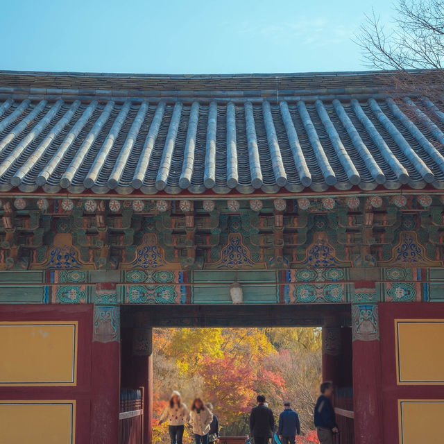 가을 붉은단풍으로 물든 천년의 역사“경주 불국사”