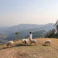 Akha Farmville ฟาร์มแกะยอดฮิตบนดอยช้าง